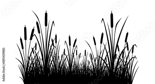 Silhouette of Cattails against White Background.