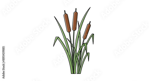 Cattail Plant with Brown Flowers Illustration.