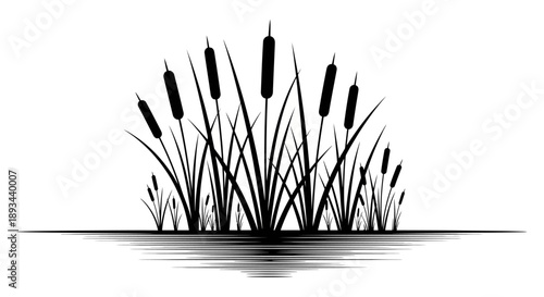 Black Silhouette of Cattails in Water.