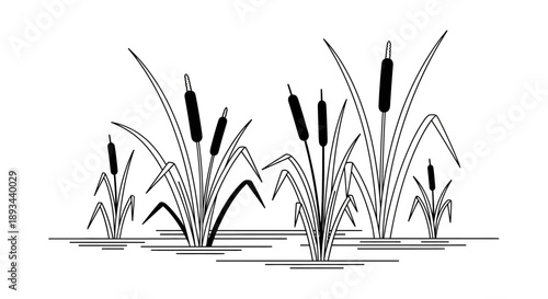 Black and White Illustration of Cattails.