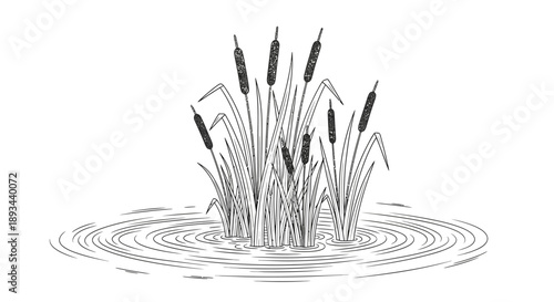 Illustration of Cattails in Water.