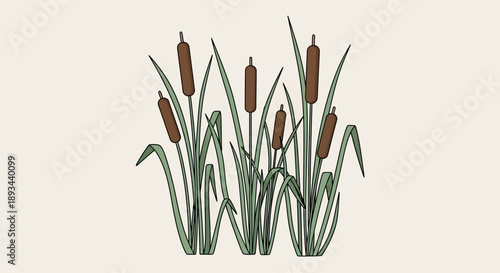 Cattails plants with green leaves and brown flowers.