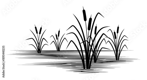 Cattails Growing in the Water.