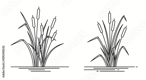 Cattails Reeds Aquatic Plants Illustration.