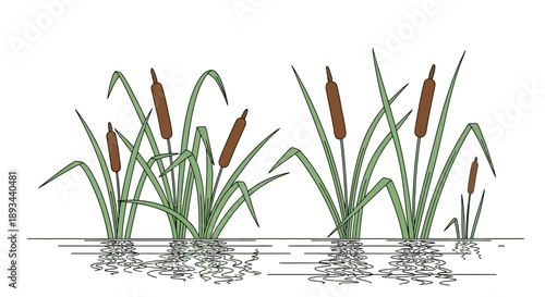 Cattails Growing in Wetland Water.