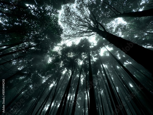 Natural crown shyness pattern creating gaps between forest tree canopies.