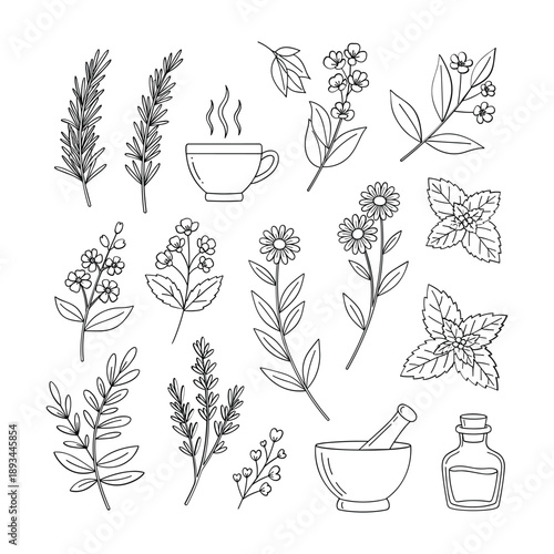 Hand Drawn Botanical Elements and Herbal Medicine Tools Outline Illustration herbs plants