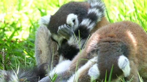 Two ring-tailed lemurs resting on the grassy ground under the shade, with one grooming and licking its paw, close up shot.