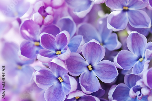 Close-up Syringa vulgaris common lilac branch. Springtime flowers violet petal plant.
