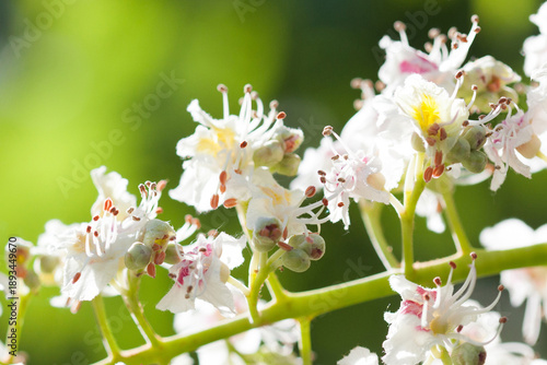 Foto Close-up blooming chestnut tree branch