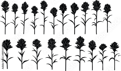Black botanical flower growth stages silhouette collection, plant life cycle vector illustration set isolated on white background for nature design