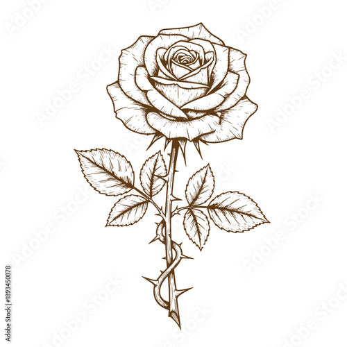 Vintage Grunge texture A detailed illustration of a single rose with thorns and leaves on a stem  flower with prickly stem and foliage