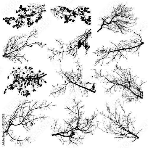 Vector. Vector silhouette of oak branches.
