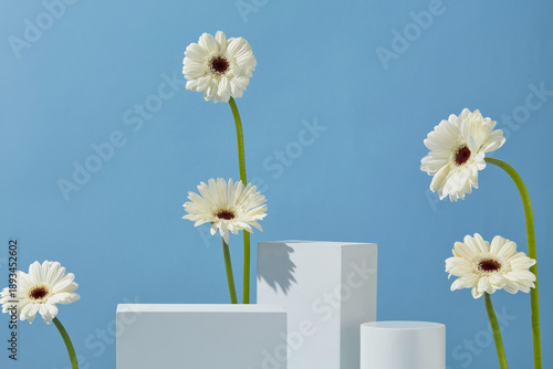 Composition of white podiums and gerbera daisy flowers on a pastel blue background, ideal for commercial product mockups