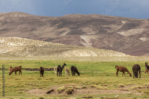 Konstfotografi Llamas at Tomave - Quijarro, Potosi, Bolivia