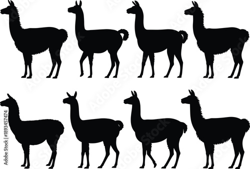 Llama and alpaca silhouettes collection with standing poses isolated on white background wildlife farm mammal black vector illustration set