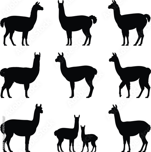 Alpaca llama silhouette collection, black animal icons, farm livestock set, isolated on white background, vector style, minimal design for branding