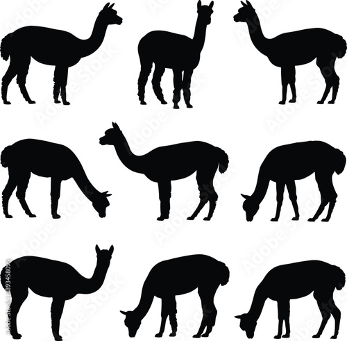Alpaca and llama silhouettes set, farm livestock animals grazing and standing poses, rural agriculture wildlife illustration, isolated black figures