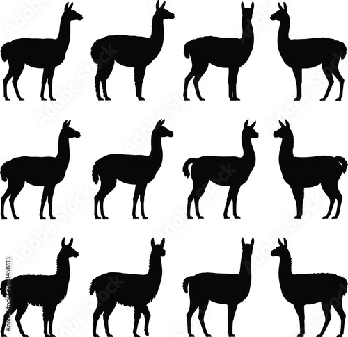 Llama silhouettes collection farm animals standing poses woolly body shapes isolated black nature flat vector illustration design