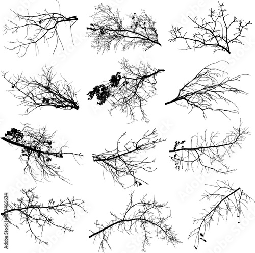  Vector. Vector silhouette of oak branches.