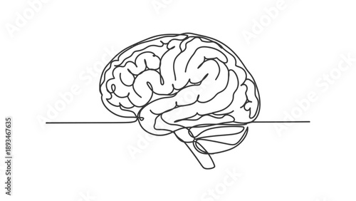 Human Brain Anatomy Illustration.