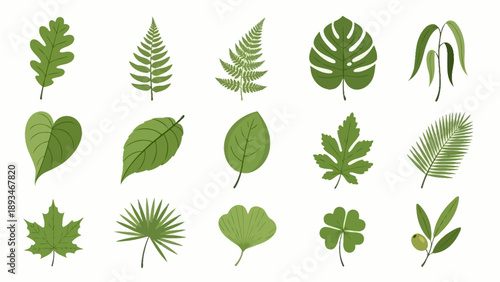 Collection of various green leaves.