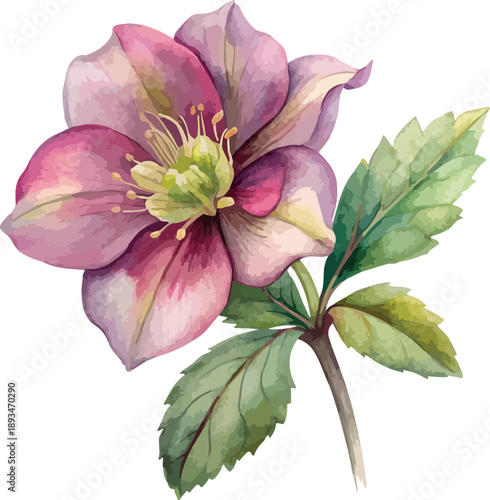 Hellebore Flower Botanical Watercolor Vector Illustration