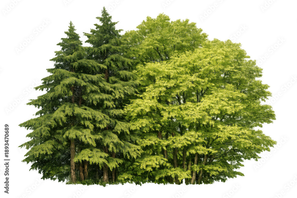 Fototapeta premium Lush green deciduous and evergreen trees growing together, creating natural forest foliage, transparent background
