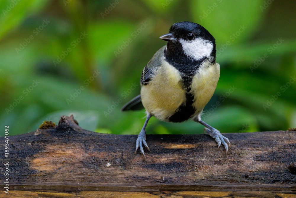 Obraz premium Kohlmeise (parus major)