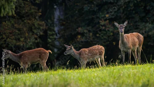 Obraz Rothirsch (Cervus elaphus) Kahlwild