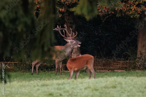 Obraz Rothirsch (Cervus elaphus), ungerader 14-Ender