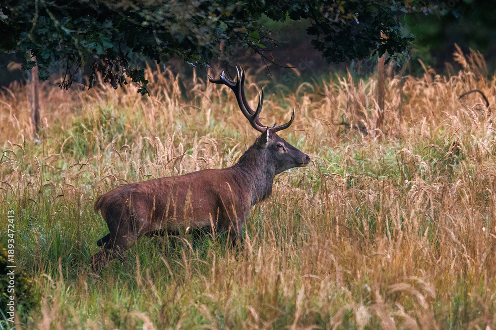 Fototapeta premium Rothirsch (Cervus elaphus), ungerader 14-Ender