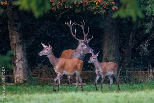 Obraz Rothirsch (Cervus elaphus), ungerader 14-Ender