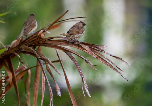 A close-up of a scaly-bellied finch in the wild on a sunny day in Thailand
