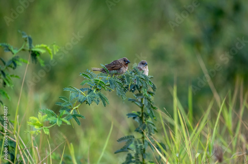 A close-up of a scaly-bellied finch in the wild on a sunny day in Thailand
