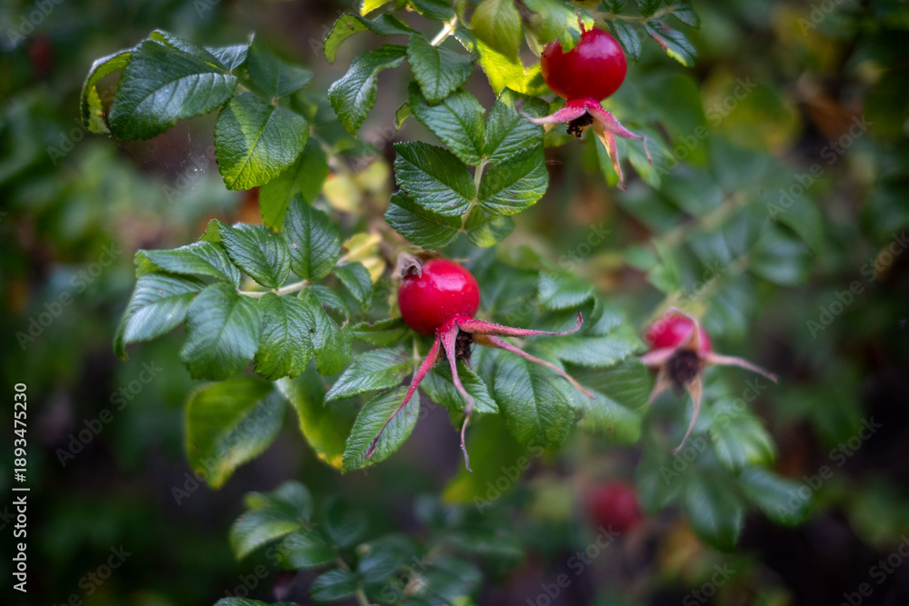 Obraz premium Dog rose red fruits on the branch