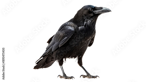 Canvas Print Black raven stands isolated on transparent background cut out