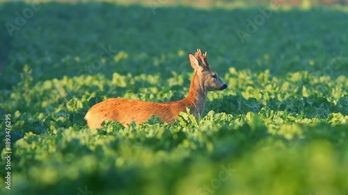 Male Roe Deer (Capreolus capreolus) Feeding at Sunrise on Green Beet Field in Summer Morning – Regensburg, Bavaria, Germany