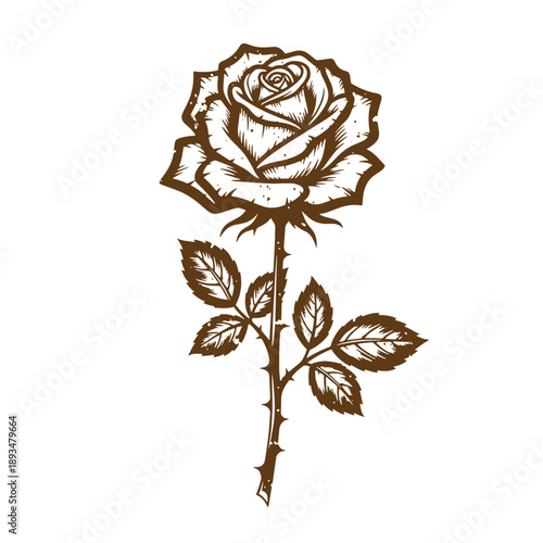 Vintage Grunge texture Brown rose with leaves and thorns on stem isolated on white background