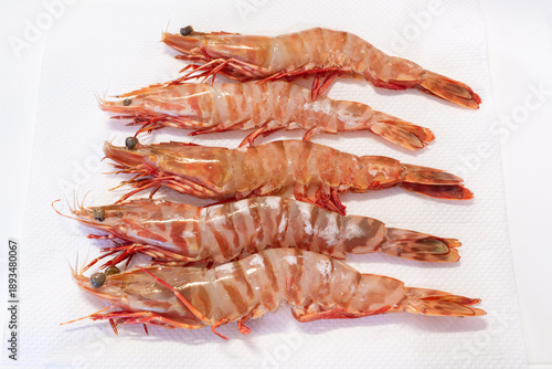 シータイガー, タイガーエビ