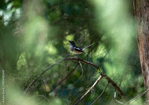 A close-up of a magpie thrush in its natural habitat on a sunny day in Thailand