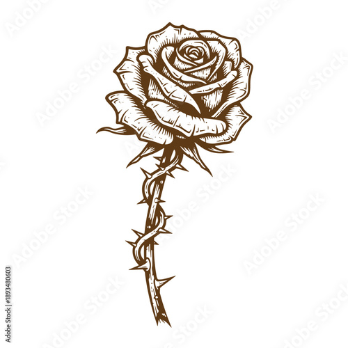 Vintage Grunge texture Brown rose with thorns on stem and leaves on white background  a detailed illustration