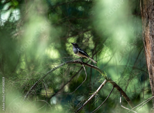 A close-up of a magpie thrush in its natural habitat on a sunny day in Thailand