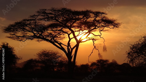 Africa savanna landscape at sunset