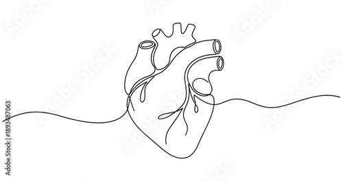 Continuous line drawing of anatomical human heart design. No editable stroke