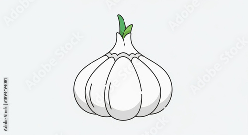 White garlic bulb with green sprouts on top illustration of fresh culinary herb cooking ingredient