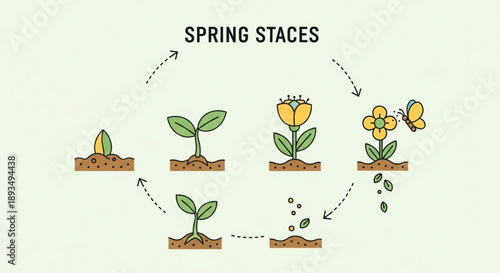 Spring plant growth stages with flowers and butterfly infographic