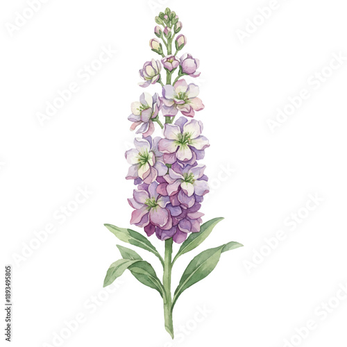 Stock Flower Watercolor Vector Illustration Isolated on White Background, Elegant Vertical Summer Botanical Floral Design
