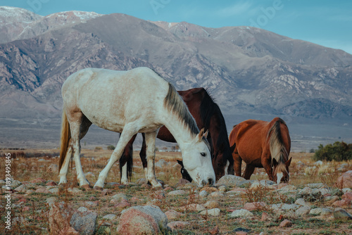 White, brown, and red horses grazing on grass with mountains of Kyrgyzstan in background