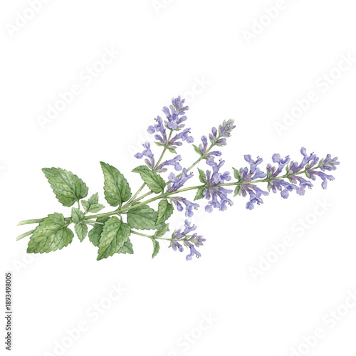 Catmint Flower Watercolor Vector Illustration Isolated on White Background

